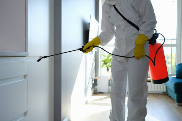 Best Home Mold Removal  in Huntertown, IN