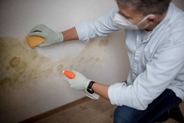 Best Toxic Mold Removal  in Huntertown, IN