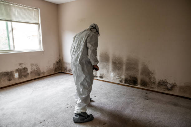 Best Residential Mold Removal  in Huntertown, IN