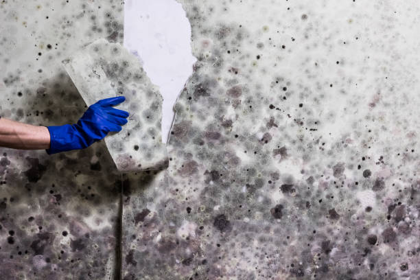 Mold Removal and Inspection in Huntertown, IN